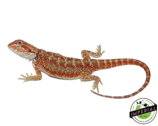 Buy Hypo Skittles Bearded Dragon Juvenile Male Online