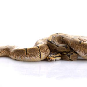 Buy Spider Ball Python Online
