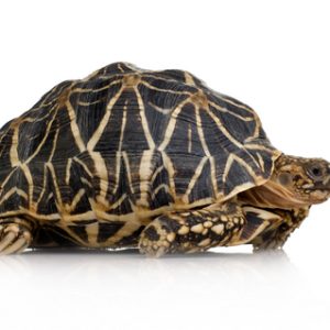 Buy Star Tortoise Online