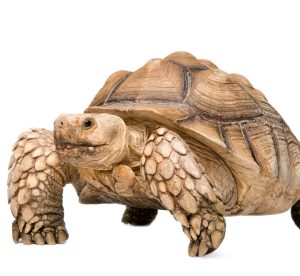 Buy Sulcata Tortoise Online