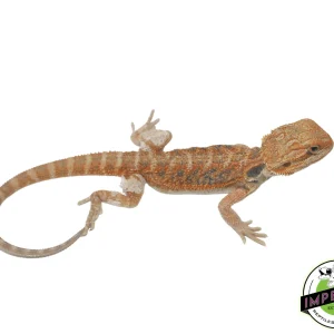 Buy Sunset Hypo Translucent Bearded Dragon Online