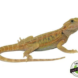 Buy Super Lemon Hypo Translucnet Bearded Dragon Baby Online