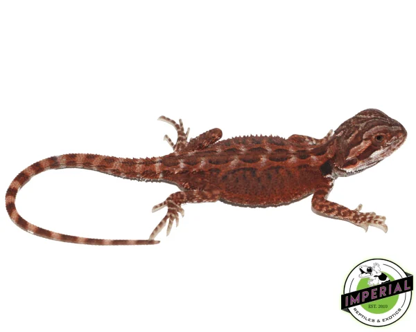 Buy Super Red Bearded Dragon Baby Online