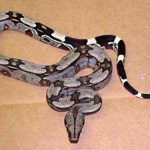 Buy Surinam Red Tail Boa Online