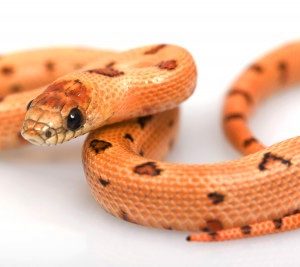 Buy Thayers King Snake Online