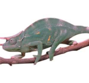 Buy Three Horned Chameleon Online