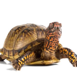 Buy Three Toed Box Turtle Online