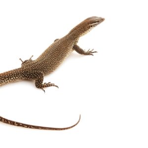 Buy Timor Monitor Online