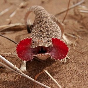 Buy Toad Head Agama Online