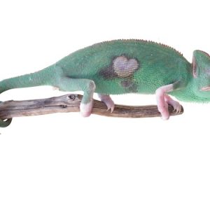 Buy Translucent Veiled Chameleon Online
