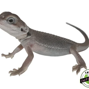 Buy Translucent Zero Bearded Dragon Baby Online