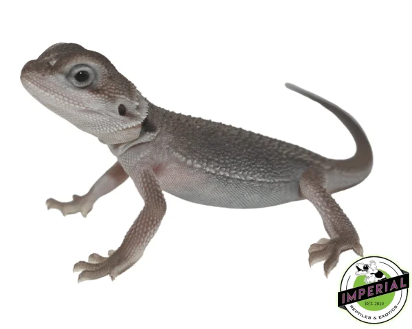 Buy Translucent Zero Bearded Dragon Baby Online