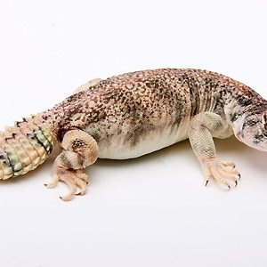 Buy Omani Uromastyx Online