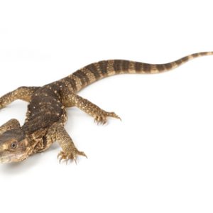 Buy White Throat Monitor Online