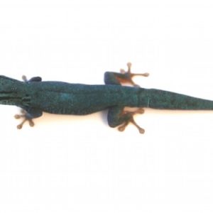 Buy Williams Blue Cave Gecko Online