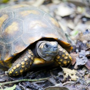 Buy Yellow Foot Tortoise Online