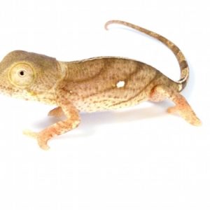Buy Yellow-Lip Parson’s Chameleon Online
