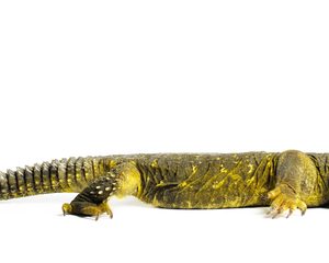 Buy Yellow Niger Uromastyx Online