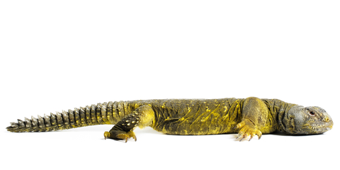 Buy Yellow Niger Uromastyx Online