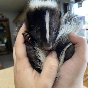 Buy Skunks Online