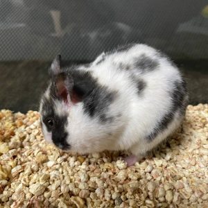 Buy Dalmatian Bear Hamster Online