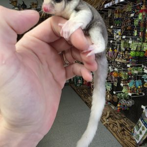 Pied Mosaic male Sugar Glider