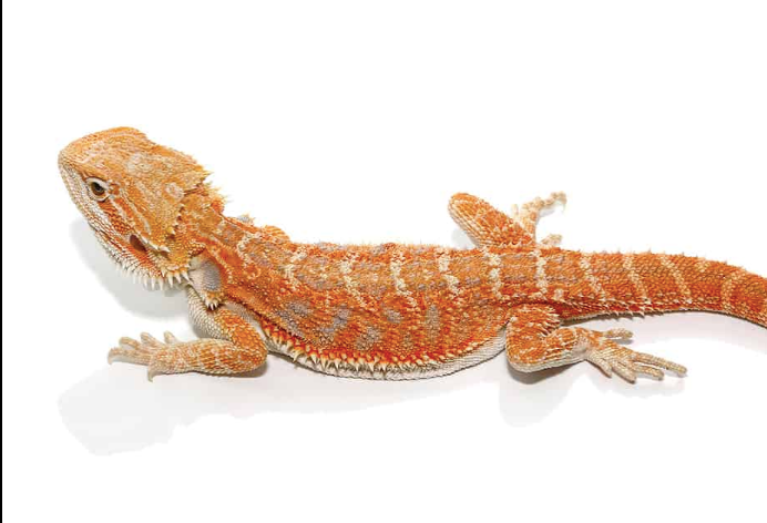 Buy Super Red Bearded Dragon Online