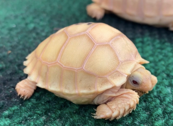 Albino Sulcata Tortoise for Sale