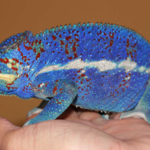 Ambanja Panther Chameleon For Sale
