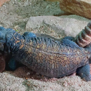 Arabian Blue Uromastyx for Sale