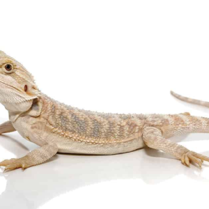 Baby Hypo Bearded Dragon For Sale