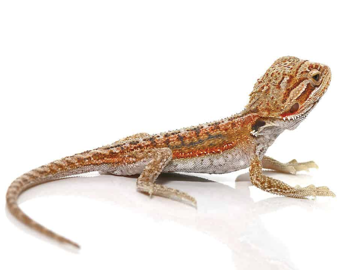 Baby Hypo Inferno Dunner Bearded Dragon For Sale