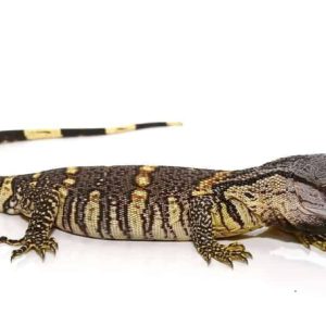 Black Tree Monitor for Sale