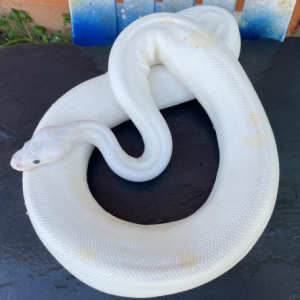 Black eye leucistic ball python For Sale