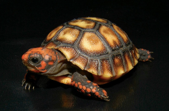 Cherry Head Red Foot Tortoise for Sale