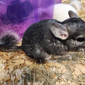 Buy Chinchillas Online