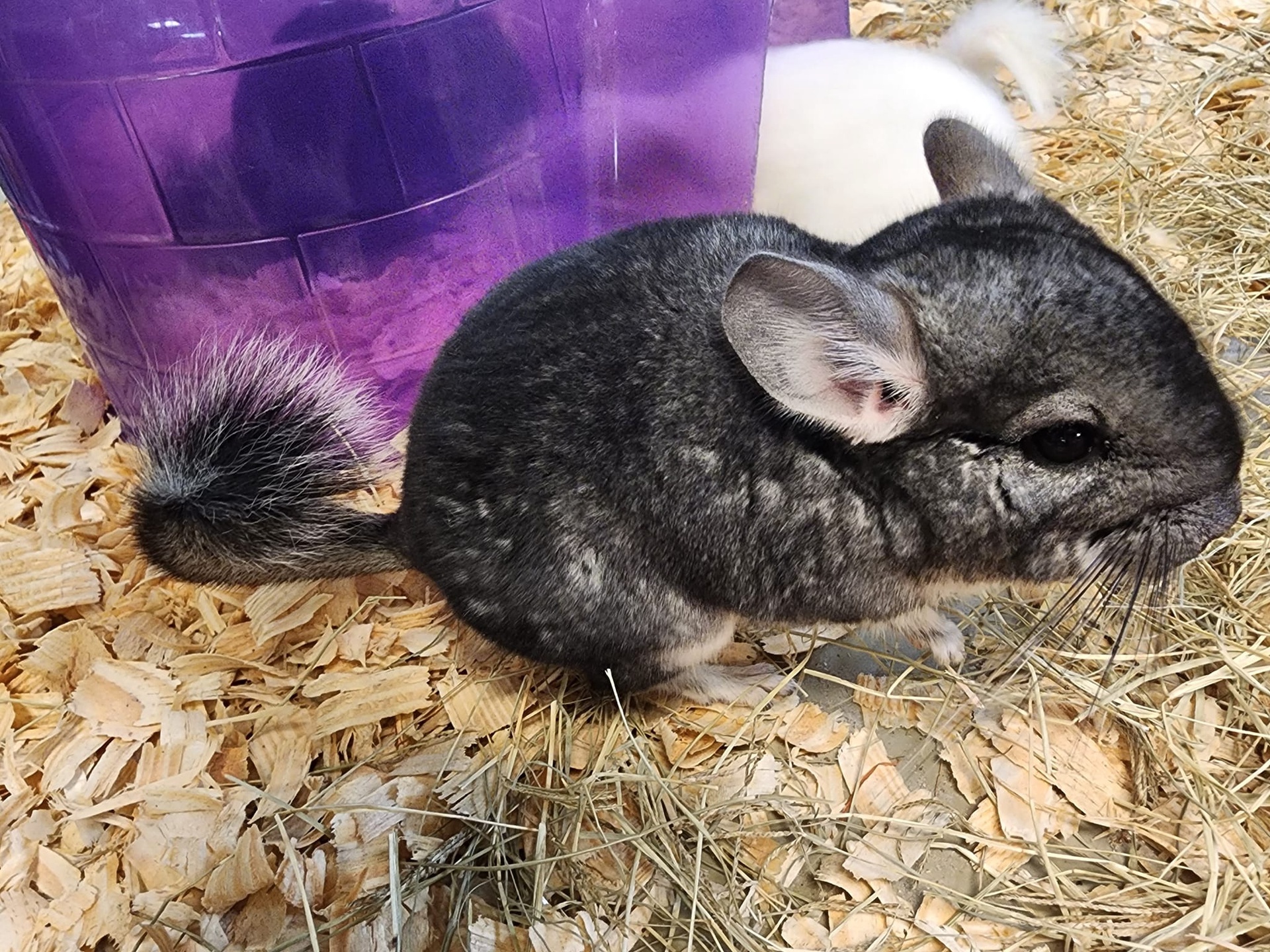 Buy Chinchillas Online