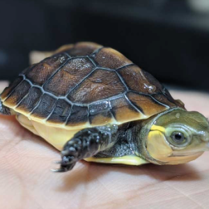 Chinese Box Turtle for Sale