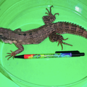 Clubtail Iguana for Sale