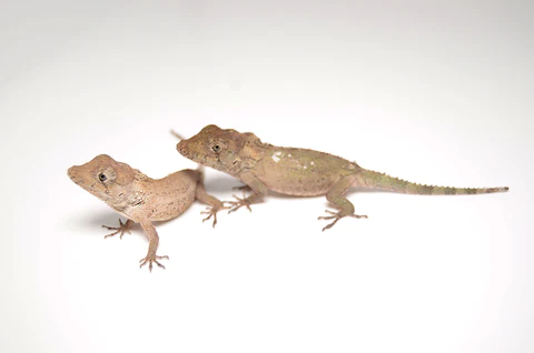 Cuban False Chameleon For Sale
