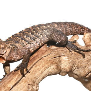 Cuban Rock Iguana For Sale