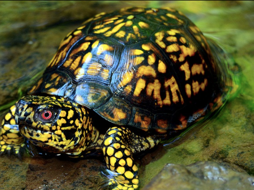 Eastern Box Turtle for Sale