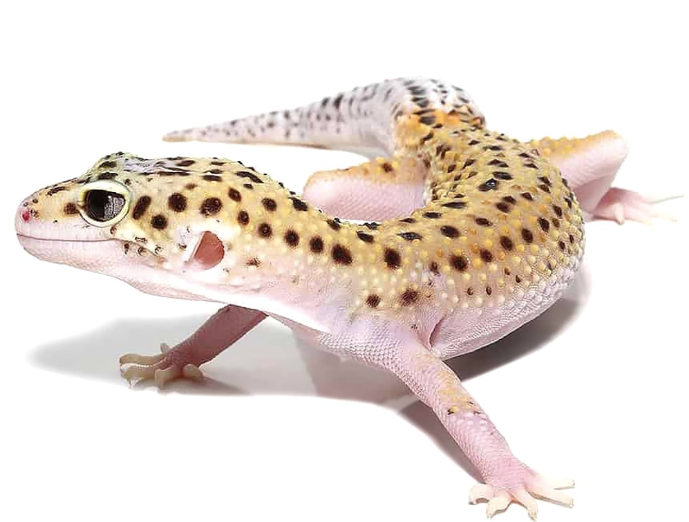 Eclipse Leopard Gecko For Sale