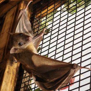 Buy Egyptian Fruit Bat colony Online