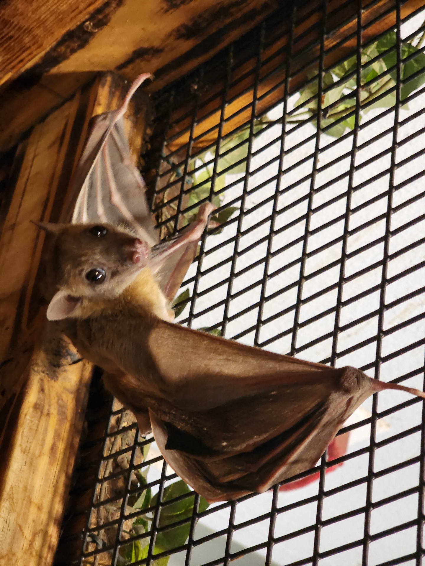 Buy Egyptian Fruit Bat colony Online