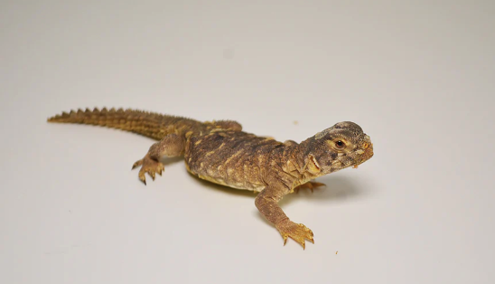 Mali Uromastyx for Sale