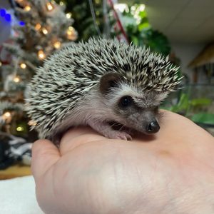 Buy Hedgehog babies Online