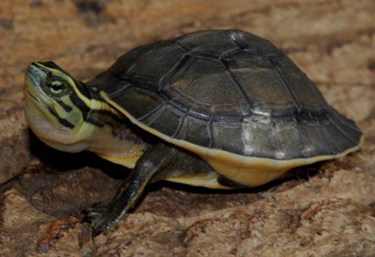 Asian Box Turtle For Sale