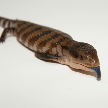 Irian Jaya Blue Tongue Skink For Sale