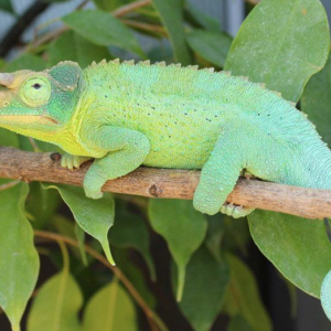 Jackson’s Chameleon for Sale